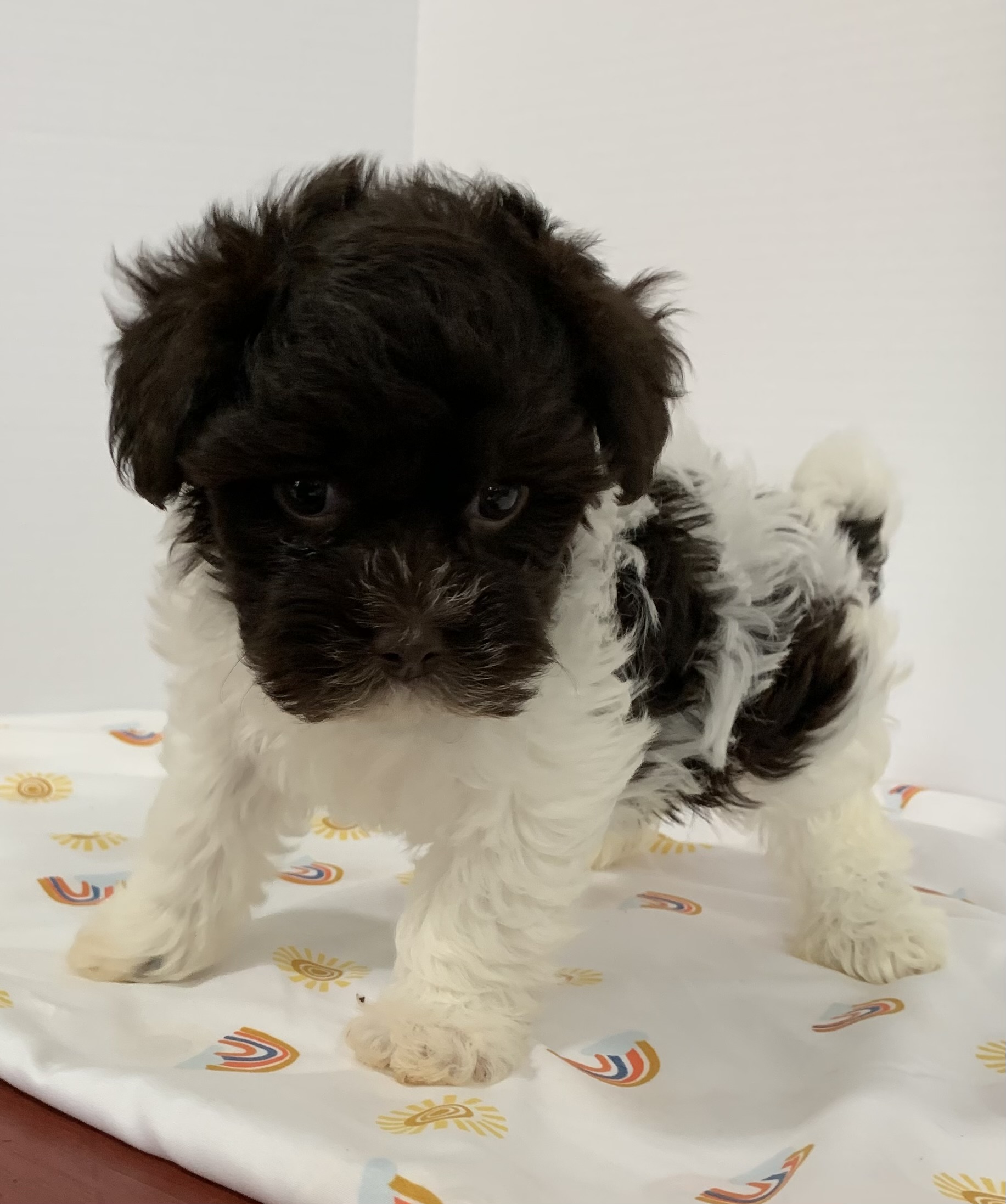 puppy, for, sale, Havanese, Debra K Lott, dog, breeder, Merit, TX, dog-breeder, puppy-for-sale, forsale, nearby, find, puppyfind, locator, puppylocator, aca